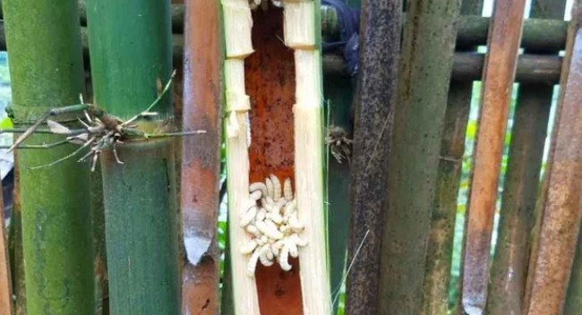 Đặc sản hiếm mỗi năm chỉ có một mùa, nhìn sợ khiếp vía nhưng dân thành phố amp;#34;ưa chuộngamp;#34;, 500.000 đồng/kg - 1