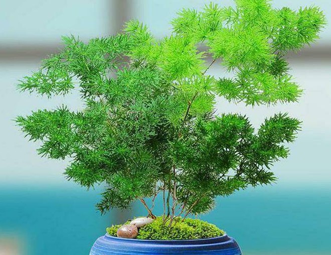 Loại cây cảnh lá xanh này thiết thực hơn trầu bà, dễ chăm hơn kim tiền lại hấp thụ được khí độc - 1