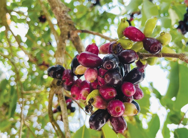 Loại quả xưa không ai ngó ngàng, giờ thành đặc sản mùa hè, bao người thích mê vì lạ lẫm - 2