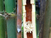 Tiêu dùng - Đặc sản hiếm mỗi năm chỉ có một mùa, nhìn sợ khiếp vía nhưng dân thành phố "ưa chuộng", 500.000 đồng/kg