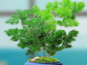 Nhà đẹp - Loại cây cảnh lá xanh này thiết thực hơn trầu bà, dễ chăm hơn kim tiền lại hấp thụ được khí độc