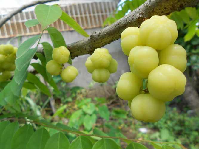 Loại quả xưa rụng đầy không ai biết đến, giờ thành món đặc sản đắt khách dịp Tết, 180.000 đồng/kg - 1