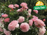 Nhà đẹp - Tháng 5 chăm hoa hồng nhớ quy tắc “1 nhẹ - 1 siêng - 1 ít - 1 nhiều”, hoa sẽ nở bung chậu