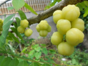 Tiêu dùng - Loại quả xưa rụng đầy không ai biết đến, giờ thành món đặc sản đắt khách dịp Tết, 180.000 đồng/kg