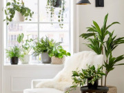 Nhà đẹp - 10 cây cảnh này được ví như “điều hòa mini”, mùa hè đặt trong nhà nhiệt giảm xuống 10 độ