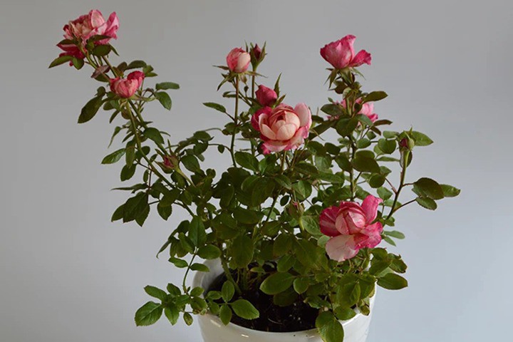 Tháng 5 chăm hoa hồng nhớ quy tắc “1 nhẹ - 1 siêng - 1 ít - 1 nhiều”, hoa sẽ nở bung chậu - 3