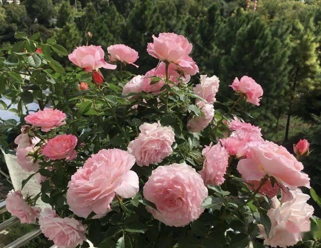 Tháng 5 chăm hoa hồng nhớ quy tắc “1 nhẹ - 1 siêng - 1 ít - 1 nhiều”, hoa sẽ nở bung chậu - 1