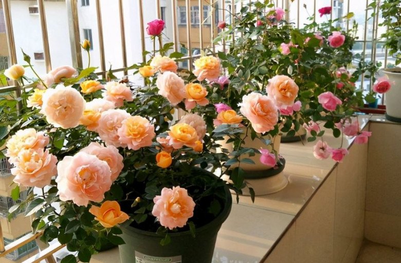 Tháng 5 chăm hoa hồng nhớ quy tắc “1 nhẹ - 1 siêng - 1 ít - 1 nhiều”, hoa sẽ nở bung chậu - 2