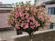 Nhà đẹp - Loại hoa “phú quý” này hễ chạm đất là nở hoa, nghìn bông một chậu, nở quanh năm