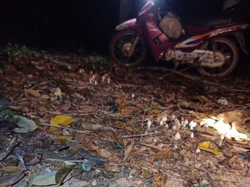 Đặc sản mọc tua tủa khi trời mưa, xưa không ai biết đến nay dân soi đèn ban đêm hái bán, giá 700.000 đồng/kg