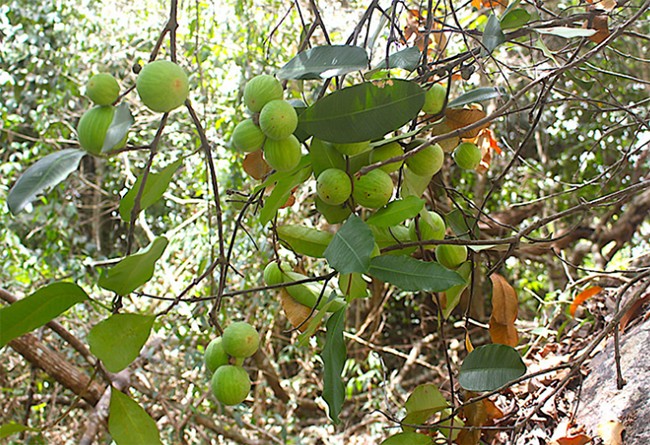 Quả gùi vào mùa vào khoảng tháng 4, tháng 5 hàng năm