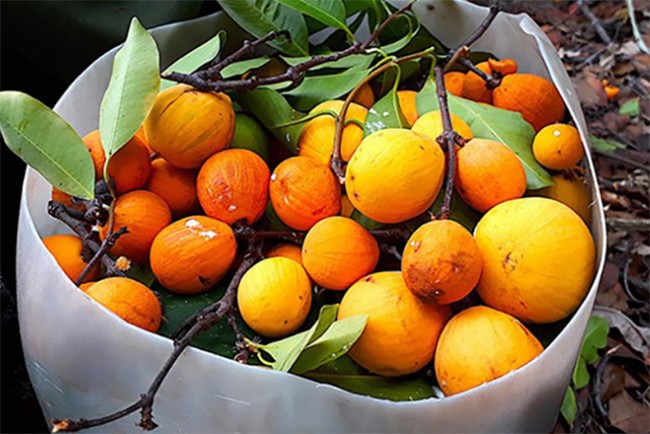 Loại quả xưa có đầy không ai bán, giờ thành đặc sản được dân thành phố amp;#34;ưa chuộngamp;#34;, 150.000 đồng/kg - 3