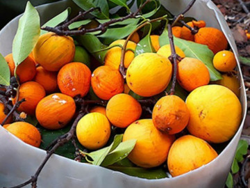 Loại quả xưa có đầy không ai bán, giờ thành đặc sản được dân thành phố ưa chuộng, 150.000 đồng/kg