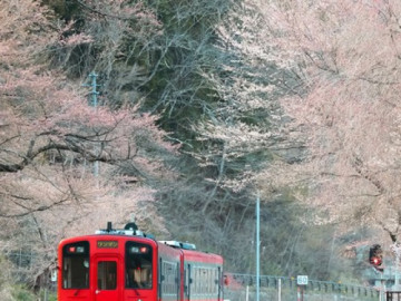 Mê mẩn ga tàu cổ kính ngập sắc hoa anh đào