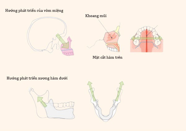 Mô phỏng cơ xương mặt.