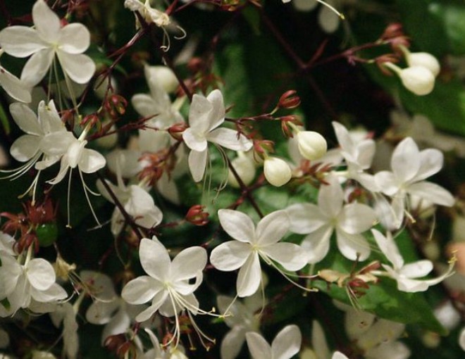 Loài hoa “thịnh vượng” này có hương thơm dịu dàng, trồng trong nhà mang đến tài lộc cho gia đình - 1