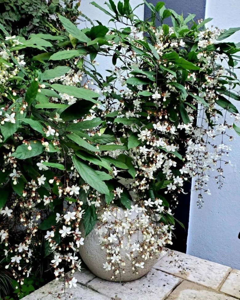 Loài hoa “thịnh vượng” này có hương thơm dịu dàng, trồng trong nhà mang đến tài lộc cho gia đình - 6