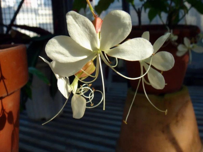 Loài hoa “thịnh vượng” này có hương thơm dịu dàng, trồng trong nhà mang đến tài lộc cho gia đình - 2