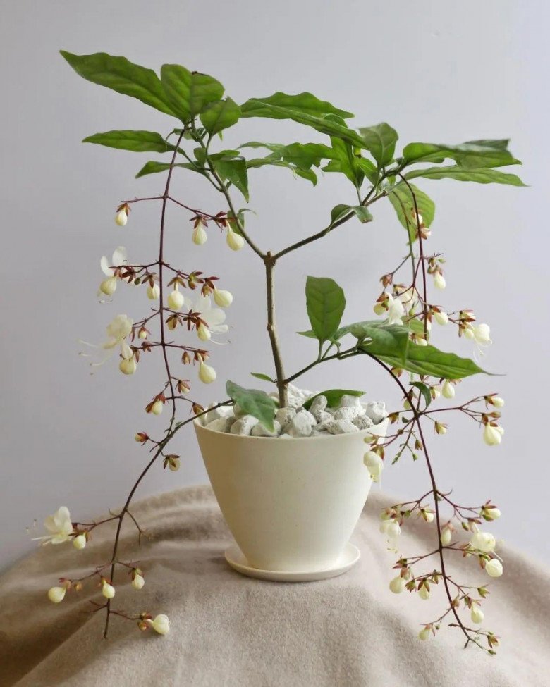 Loài hoa “thịnh vượng” này có hương thơm dịu dàng, trồng trong nhà mang đến tài lộc cho gia đình - 3