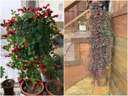 Nhà đẹp - 4 loại cây này đẹp hơn trầu bà gấp 100 lần, chúng sẽ nhanh chóng trở thành “rèm hoa”