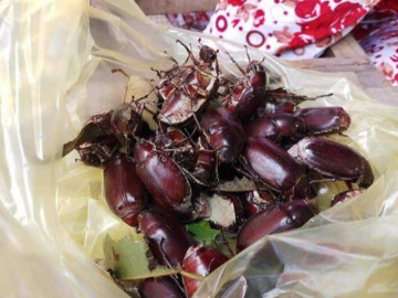 Đặc sản độc nhất vô nhị chỉ có ở An Giang, nay dân thành phố ưa chuộng vì ngon và lạ, giá 300.000 đồng/kg