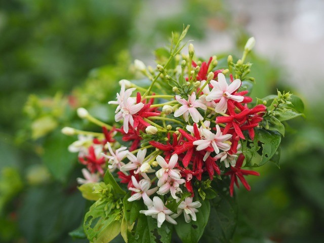 Loài hoa này tỏa hương nồng nàn, trồng trước cổng sẽ tạo thành giàn hoa mang lại điềm lành cho gia đình