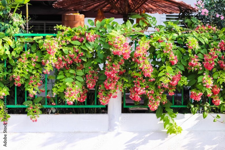 Loài hoa này tỏa hương nồng nàn, trồng trước cổng sẽ tạo thành giàn hoa mang lại điềm lành cho gia đình - 3