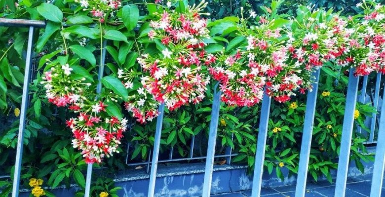 Loài hoa này tỏa hương nồng nàn, trồng trước cổng sẽ tạo thành giàn hoa mang lại điềm lành cho gia đình - 4
