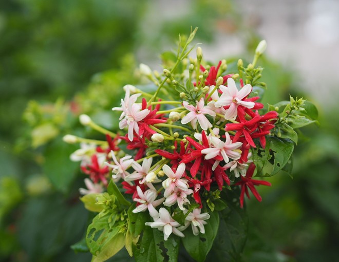 Loài hoa này tỏa hương nồng nàn, trồng trước cổng sẽ tạo thành giàn hoa mang lại điềm lành cho gia đình - 1