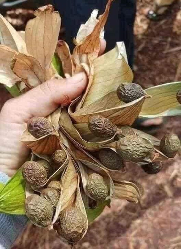 Loại quả 4 năm mới có 1 lần, nay thành món đặc sản giải nhiệt mùa hè dân thành phố amp;#34;săn lùngamp;#34;, 500.000 đồng/kg - 3