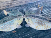 Lifestyle - Đặc sản nức tiếng ở Phú Yên, trông dữ dằn nhưng rất thơm ngon, giá đắt đỏ vẫn được nhà giàu "săn lùng"