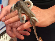 Tiêu dùng - Đặc sản xưa không ai biết đến giờ được dân thành phố "săn lùng", 600.000 đồng/kg có tiền cũng khó mua được