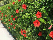 Lifestyle - Loại lá mọc hàng rào tưởng không ăn được, ngờ đâu là đặc sản có hương vị lạ nổi tiếng ở Ninh Bình