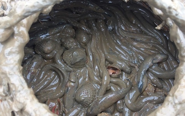 Vào đầu mùa, cá còi hiếm và khai thác được ít nên phải đặt hàng trước mới mua được