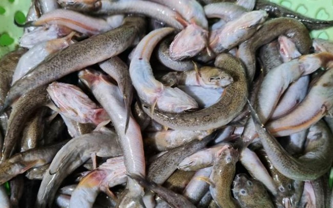 Cá còi Thanh Hóa là loài cá kỳ dị nhất hành tinh, nhưng thịt của chúng thơm ngon hảo hạng, còn được xuất khẩu