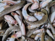 Tiêu dùng - Đặc sản chỉ có ở Thanh Hóa, xưa cho lợn ăn nay dân thành phố "săn lùng", 300.000 đồng/kg còn được xuất khẩu