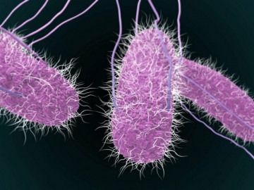 Phát hiện khuẩn Salmonella trong bệnh phẩm trẻ ngộ độc ở Đồng Nai