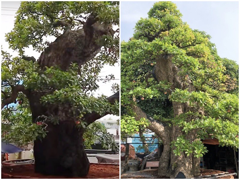 Lộc vừng bonsai có tuổi đời hơn 100 năm, gồm 1 thân chính, uốn sửa theo kiểu dáng cây kiểng cổ thụ. Trong đó, hoành gốc trên 4m, chiều cao 7m, đường kính tán trên 6m. 
