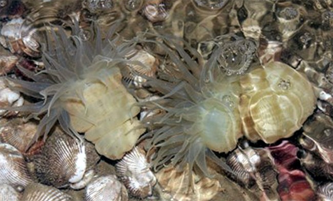 Rum biển là hải sản lạ ở Nghệ An