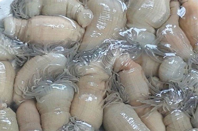 Dù ở ngoài trơn nhớt, không ưa nhìn nhưng rum biển có thể làm thành nhiều món ngon