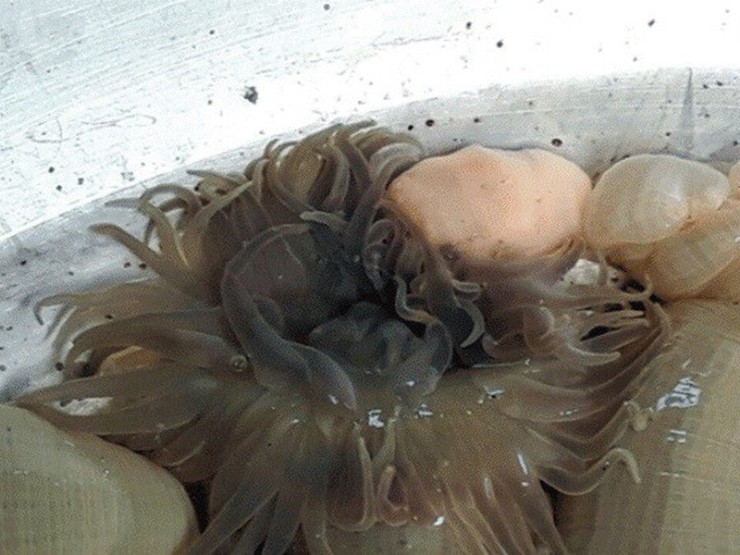 Rum biển có giá lên tới 200.000 đồng/kg