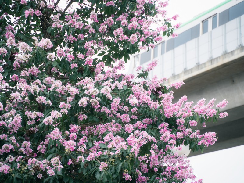 Từ tháng 4, dàn cây bằng lăng ven hồ Hoàng Cầu bắt đầu nở hoa. Đến đầu tháng 5, phần lớn các cây đều đang độ bung hoa rực rỡ, khiến cả con đường trở nên nổi bật. (Ảnh: Đức Khánh)
