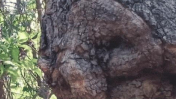 Clip: Thân cây có hình giống "mặt người" khiến người dân kinh ngạc