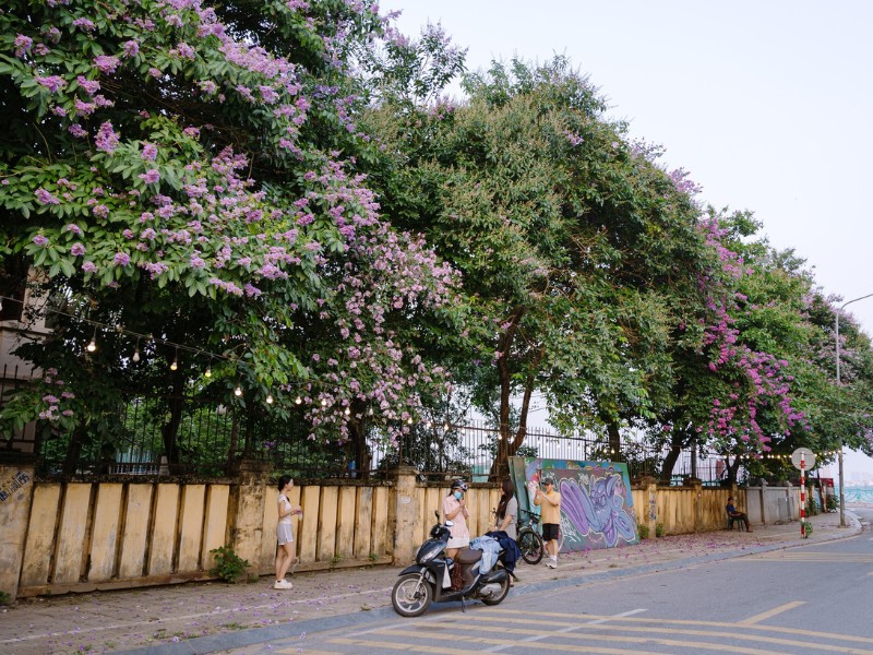 Tranh thủ hoa đang vào độ nở rộ, nhiều người cũng tìm đến những cây bằng lăng để chụp ảnh. (Ảnh: Đinh Quang Huy)
