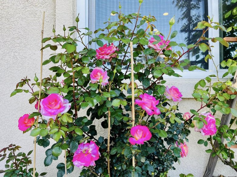 Những ô cửa sổ của ngôi nhà hoa hồng, Diệu Hương yêu khung cảnh thân thương ngập tràn hơi thở của mùa xuân trong khuôn viên nhà mình.