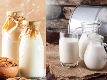 Thấy con gái 8 tuổi ngực nhú, mẹ ngừng cho uống sữa bò, dùng sữa hạt thay sữa bò có tránh được dậy thì sớm?