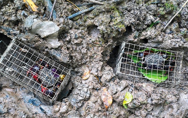 Đặc sản độc nhất vô nhị chỉ có ở Trà Vinh, xưa không ai ăn nay nổi tiếng khắp vùng, 90.000 đồng/kg - 1