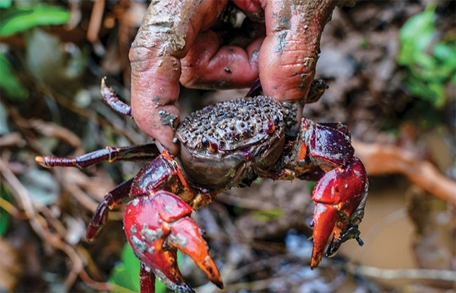 Đặc sản độc nhất vô nhị chỉ có ở Trà Vinh, xưa không ai ăn nay nổi tiếng khắp vùng, 90.000 đồng/kg - 2