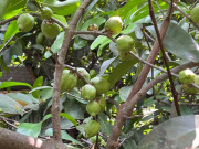 Lifestyle - Loại quả xưa không ai biết đến, giờ làm thành đặc sản mùa hè có hương vị lạ, dân thành phố thích mê