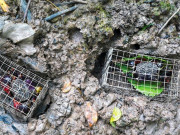 Tiêu dùng - Đặc sản độc nhất vô nhị chỉ có ở Trà Vinh, xưa không ai ăn nay nổi tiếng khắp vùng, 90.000 đồng/kg